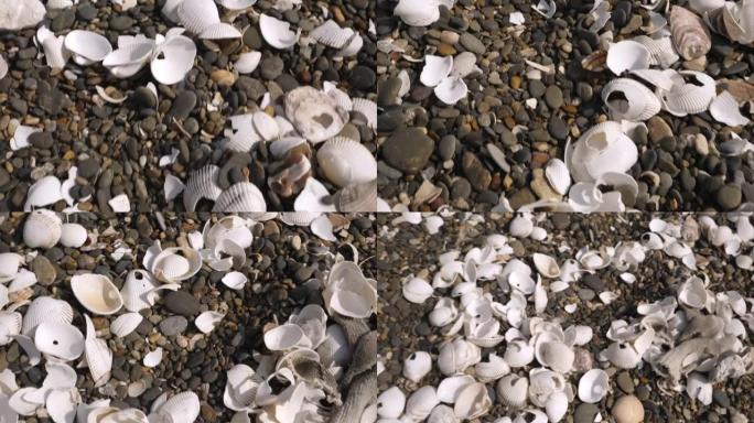 日本田原Koijigahama海滩破碎的贝壳的近距离观察
