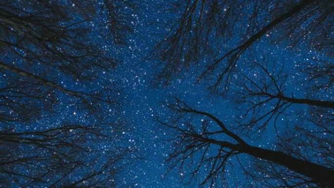 森林。背景夜空有星星、月亮和云。