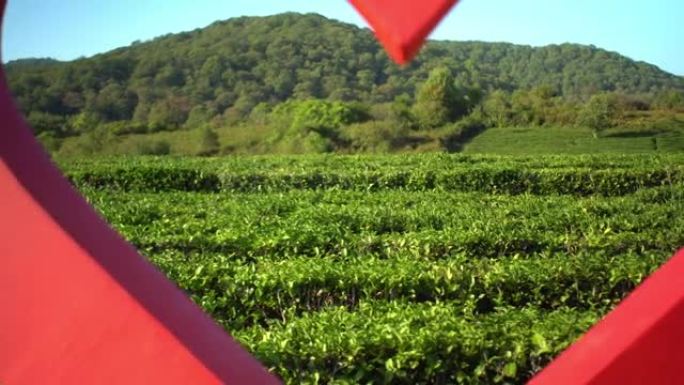 大红心与新鲜绿茶种植园田野和丘陵背景