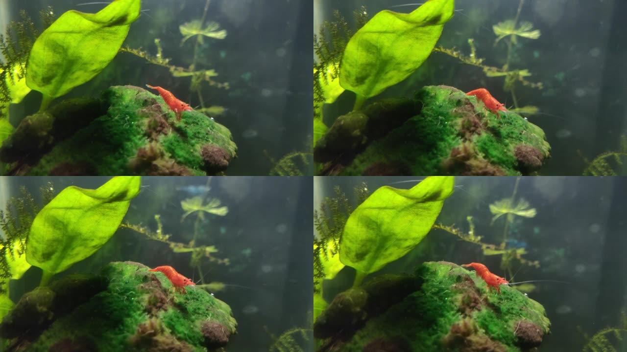 小红虾在小水族馆的苔藓上吃草