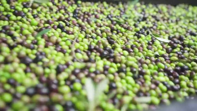 运行的4k镜头刚刚在橄榄油压榨机前在皮带输送机上收集了绿色和黑色橄榄作物。农业和橄榄油制造生态食品概