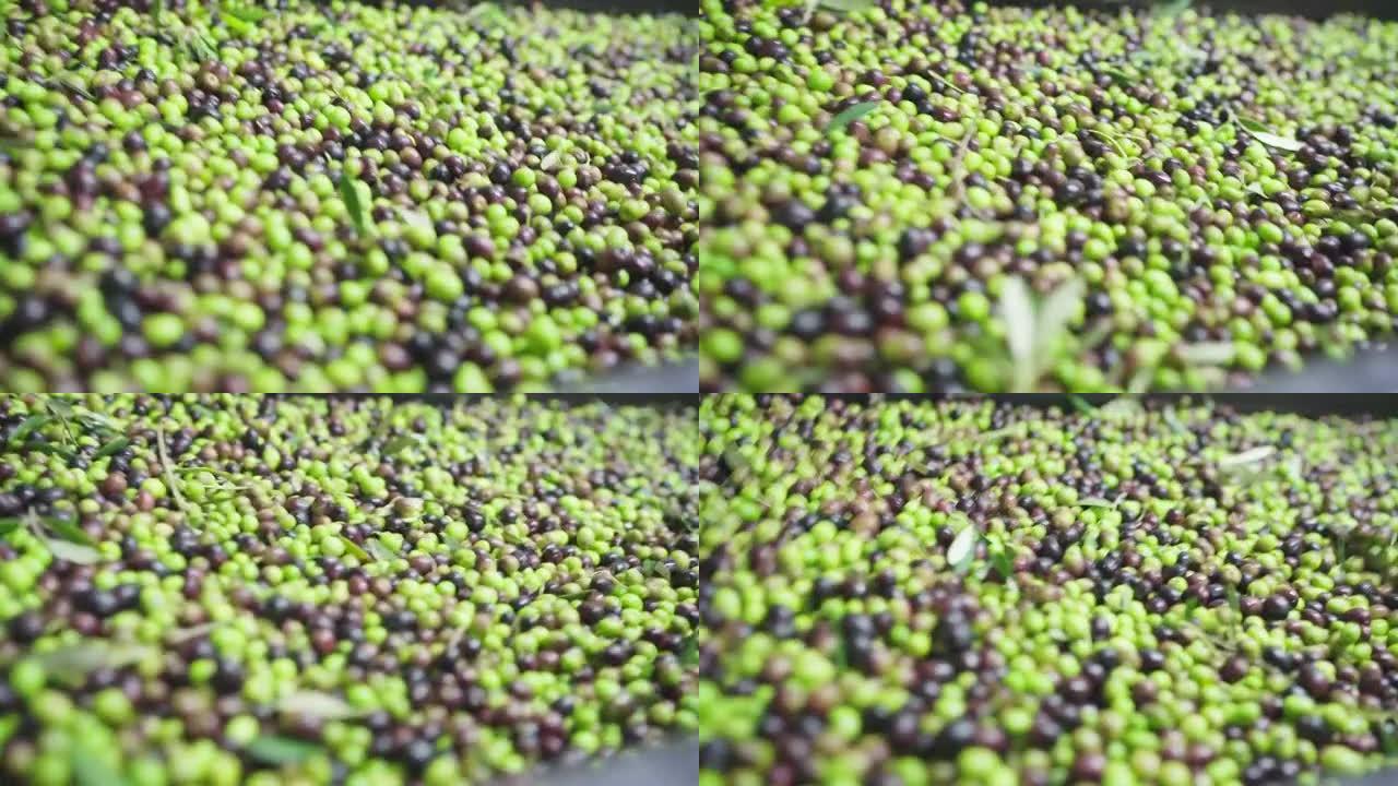 运行的4k镜头刚刚在橄榄油压榨机前在皮带输送机上收集了绿色和黑色橄榄作物。农业和橄榄油制造生态食品概