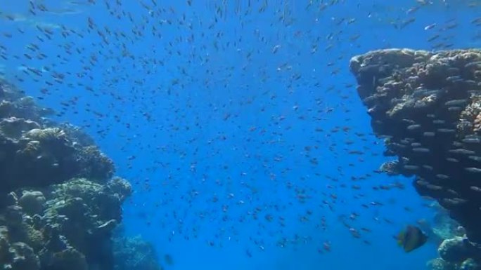 一大群小鱼在珊瑚礁附近的蓝色水面下游泳。海洋中的水下生物。摄像机跟随鱼群 (4k-60pfs) 向前