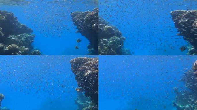 一大群小鱼在珊瑚礁附近的蓝色水面下游泳。海洋中的水下生物。摄像机跟随鱼群 (4k-60pfs) 向前