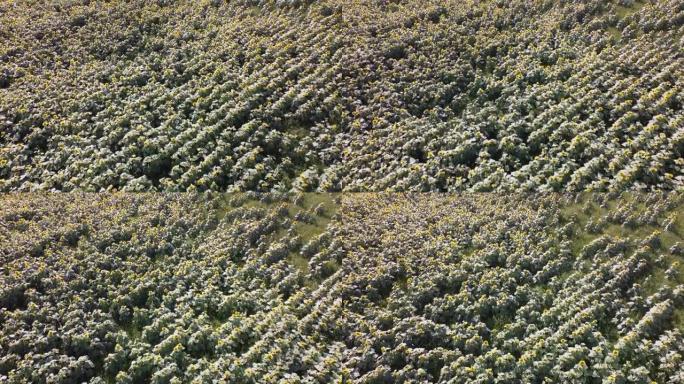 晴天的向日葵田，鸟瞰图。农地种植向日葵，农业景观。