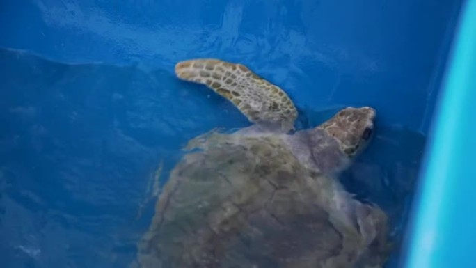 海龟在泰国海洋水族馆发展研究中心水下游泳-特写。