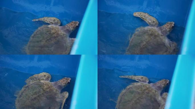 海龟在泰国海洋水族馆发展研究中心水下游泳-特写。