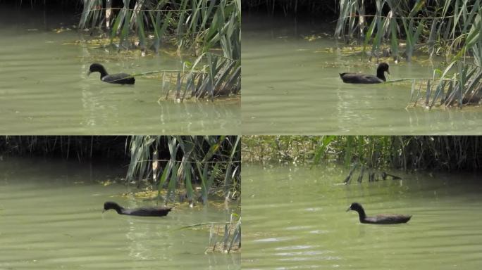 黑欧亚小鸭在湖面上游泳