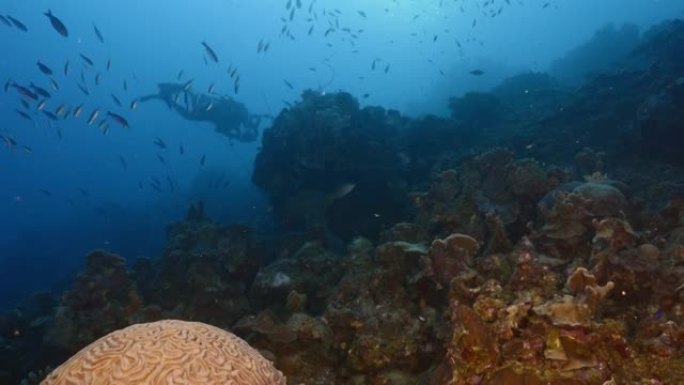 库拉索岛周围加勒比海珊瑚礁的绿松石水中有各种fis，珊瑚和海绵的海景