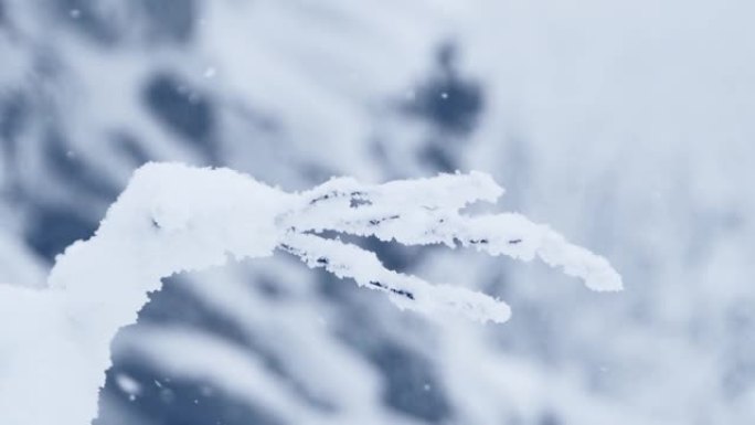 蓬松霜冻的树枝在风中摇摇而成。雪花从暴风雪中飞来。在冬季寒冷森林的模糊中