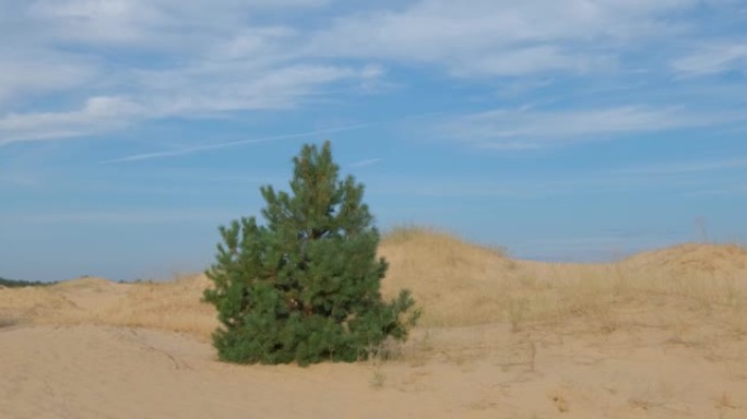 Oleshky sands，乌克兰的沙漠