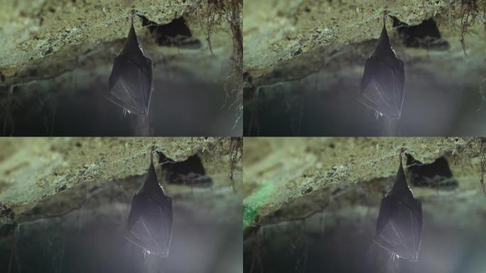 封闭被翅膀覆盖的小马蹄蝙蝠，在冬眠时倒挂在根部生长拱形地窖的顶部。创意野生动物。创造性地照亮模糊的背