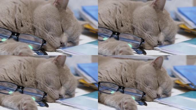 戴着眼镜的灰色英国猫躺在桌子上散落的书上。缩放