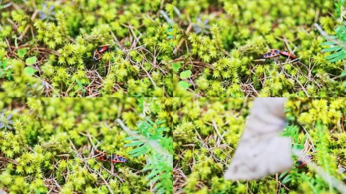 火虫-苔藓背景上的pyrrhooris Apterus。宏观。原始视频记录