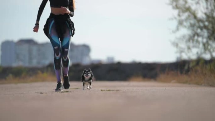 积极运动的女人和宠物狗一起散步和跑步胖吉娃娃狗在户外健康生活方式