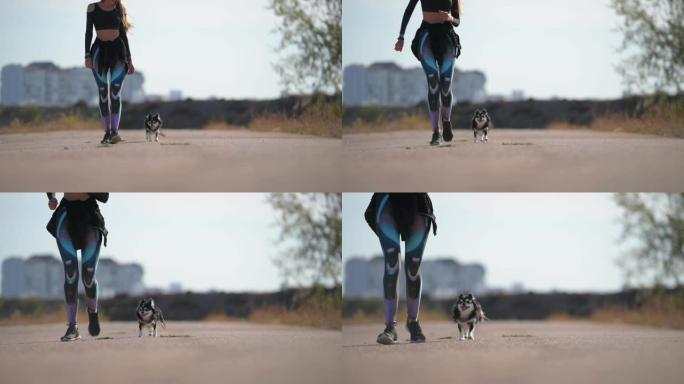 积极运动的女人和宠物狗一起散步和跑步胖吉娃娃狗在户外健康生活方式