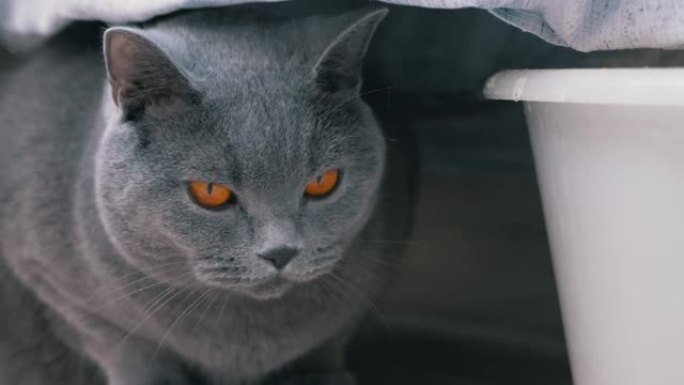 好奇的受惊的灰色英国猫躲在洗过的亚麻布后面，观察动作