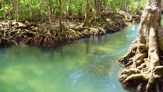 热带树木根植于沼泽森林和清澈的水流渠，位于塔波姆隆松南红树林湿地甲米泰国美丽的自然景观