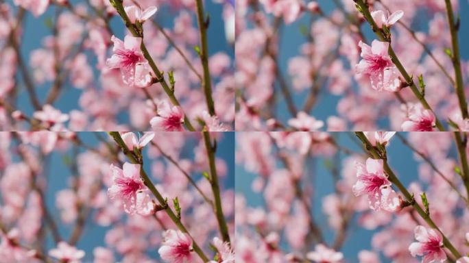 近距离拍摄树枝上的粉红色桃花的4k照片。