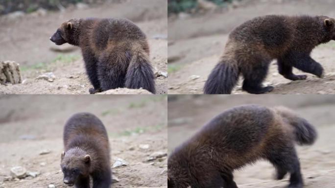 自然界中的西伯利亚狼獾古洛古洛