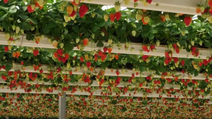 法国南部温室下生长的草莓。