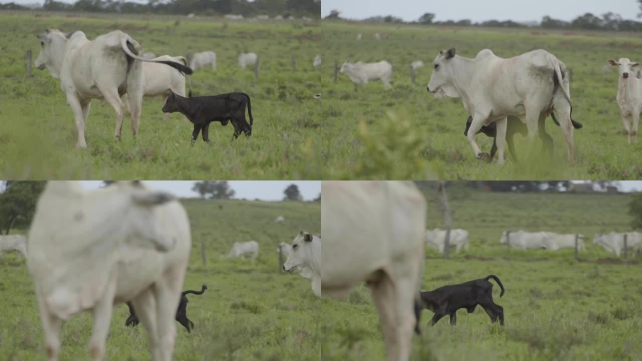 黑安格斯小牛在草地上奔跑