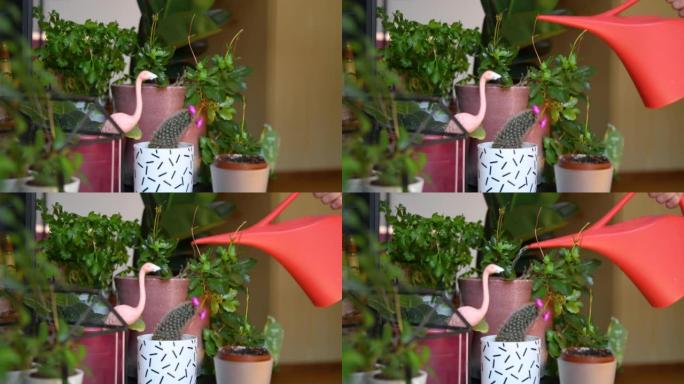 用红色喷壶在花盆中浇水室内植物的特写镜头。照顾家庭花园盆栽植物。