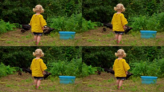 一个小女孩看着后院散步的各种鸡的背景图