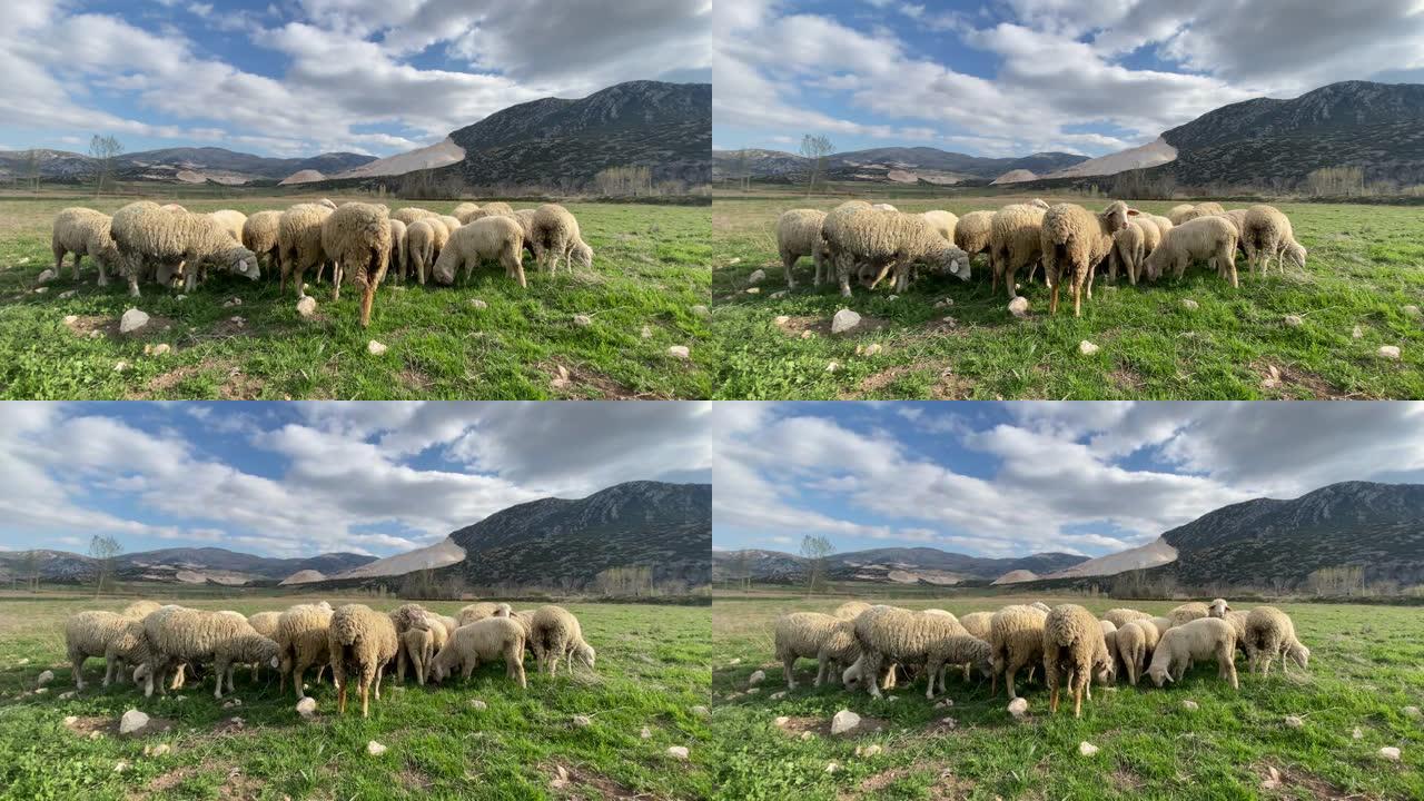 而山上的羊吃草。