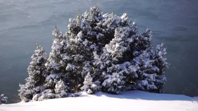 阴天的雪天，在雪和冰下的杜松树枝和圆锥体。雪后霜冻冬季。永无止境的自然之美。雪下的杜松浆果
