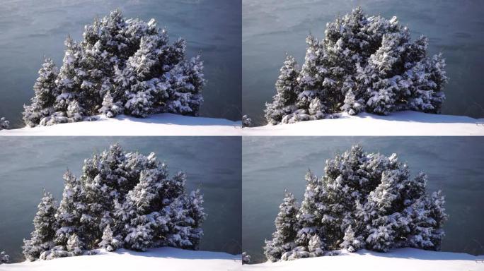 阴天的雪天，在雪和冰下的杜松树枝和圆锥体。雪后霜冻冬季。永无止境的自然之美。雪下的杜松浆果