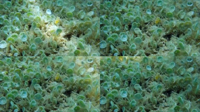 单细胞绿藻蜂群的特写镜头美人鱼的酒杯或美人鱼杯 (髋臼) 亚得里亚海，黑山，欧洲