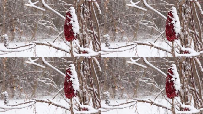 风雪覆盖漆树