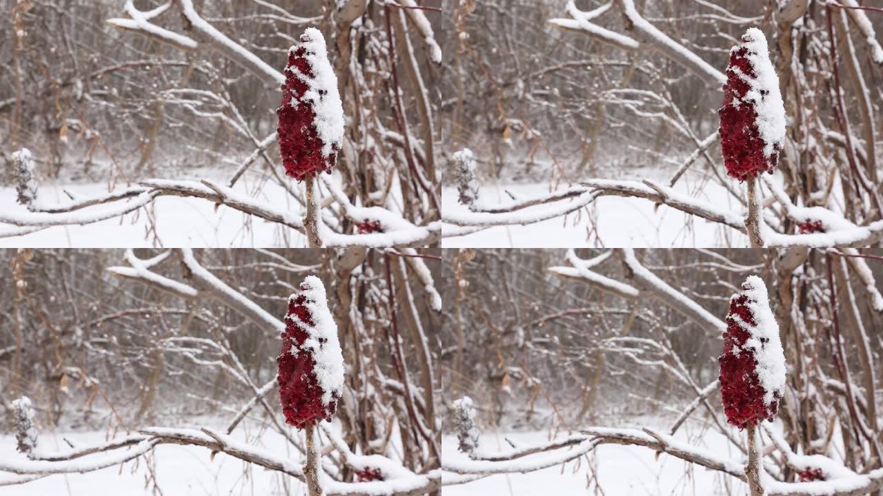 风雪覆盖漆树
