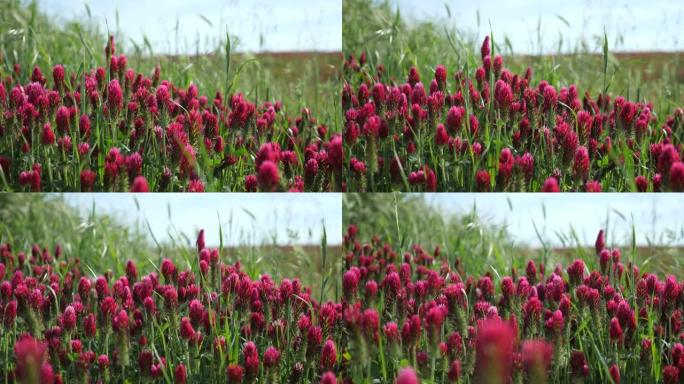 红三叶草。在红花的田野上特写