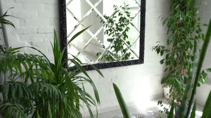 现代室内，配有热带植物的大型时尚镜子