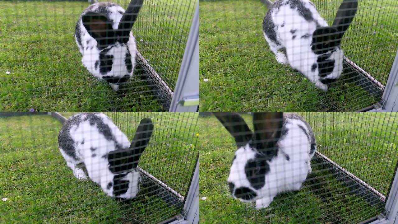 有黑点的白兔在兔笼里摆姿势