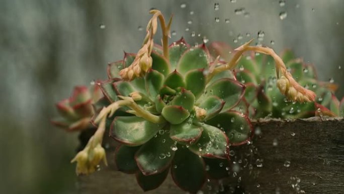 水浇在斜切紫花 (echeveria strictiflora) 植物上