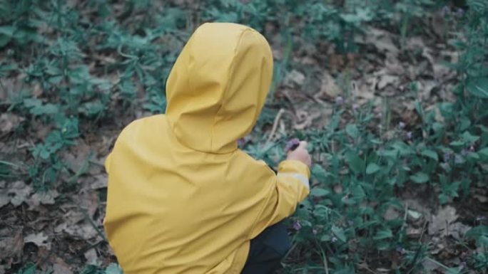 穿着黄色雨衣的孩子在森林里的春天收集蓝色花朵
