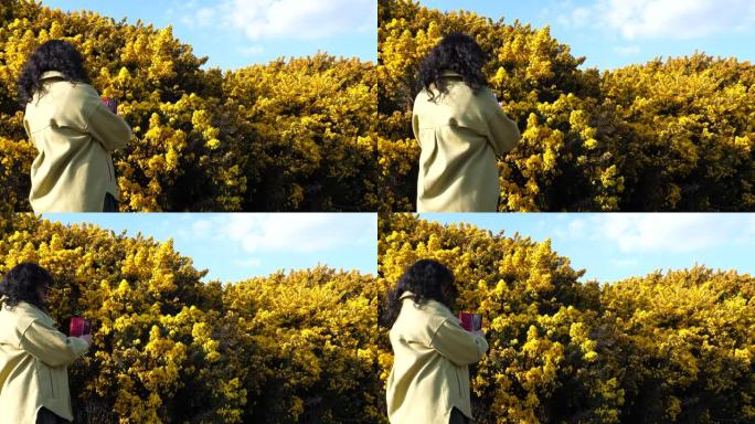 女人在拍摄黄色灌木花的照片