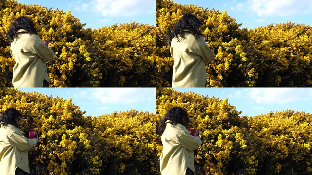 女人在拍摄黄色灌木花的照片