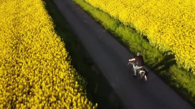 骑自行车的人在双低油菜籽之间飞行