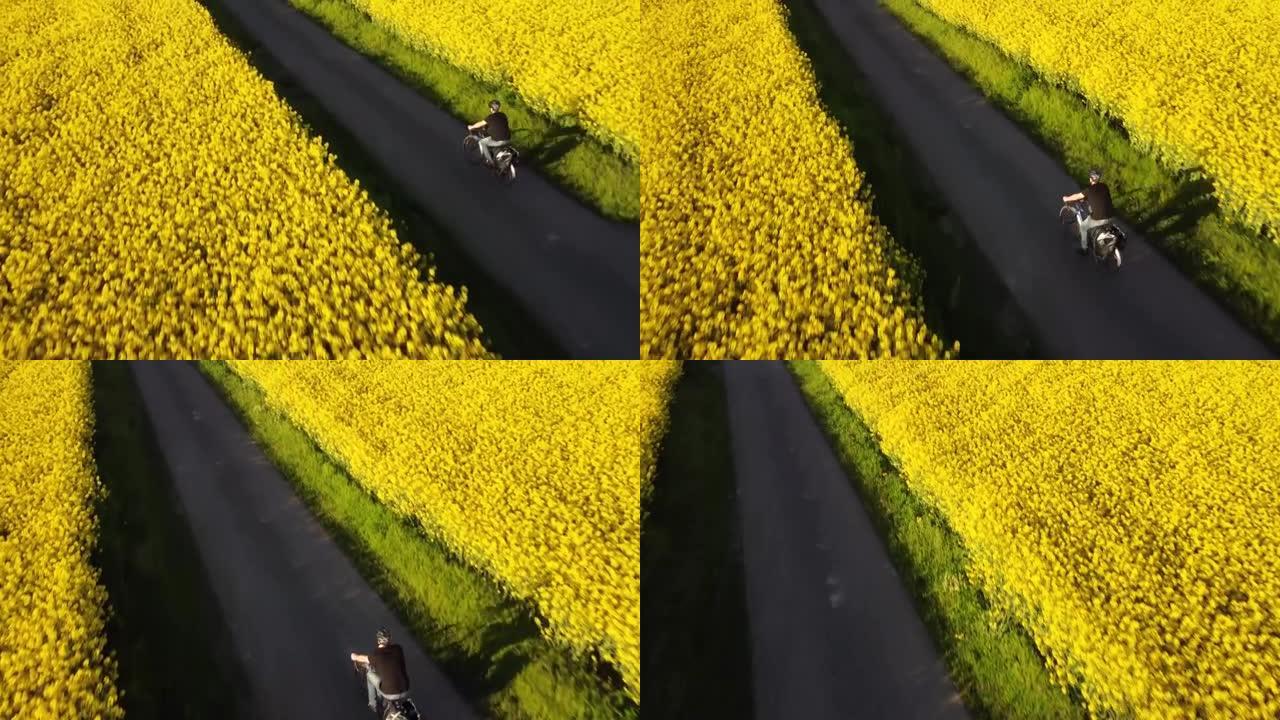 骑自行车的人在双低油菜籽之间飞行