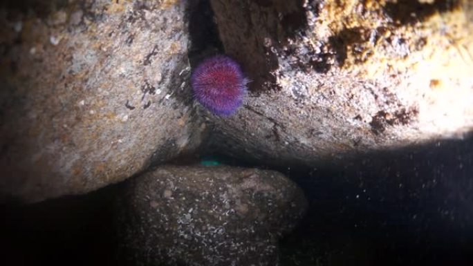 巴伦支海的岩石底部的红海胆echinus。