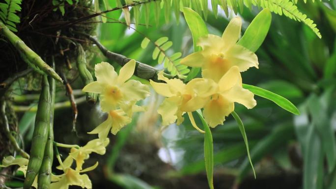 黄色石斛兰花黄兰花黄石斛兰花兰草