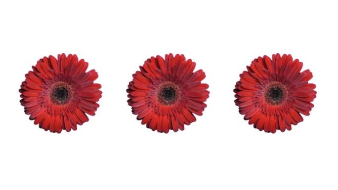 三朵新鲜的红色非洲菊花在白色背景上旋转。精湛的新鲜非洲菊花围绕框架的边缘旋转