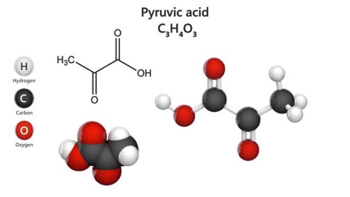 丙酮酸 (C3H4O3)。无缝循环。