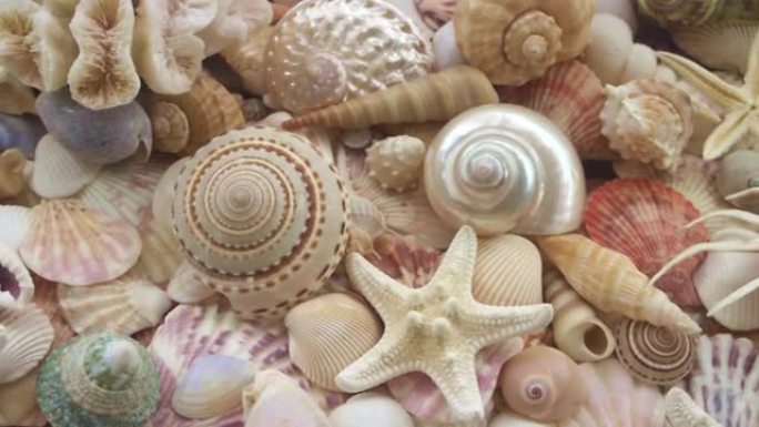 彩色贝壳和海星与珍珠和珊瑚