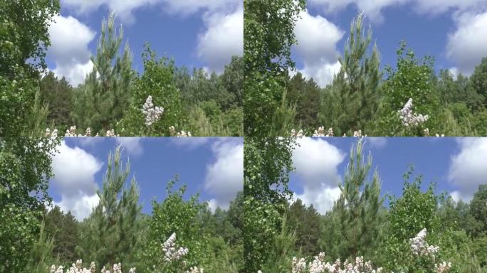 蓝天白云背景上的年轻明亮的绿色松树。平松 (拉丁语: Pinus sylvestris) -植物，广
