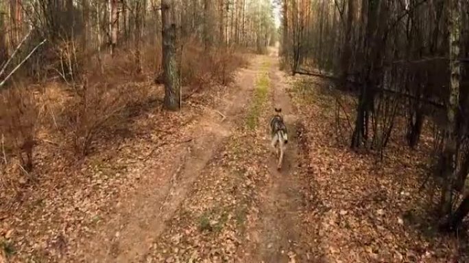 捷克斯洛伐克狼狗在路上奔跑